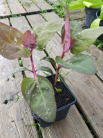 Plant d'arroche rouge