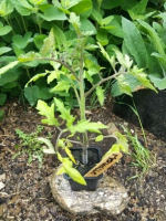Plant de tomate merveille des marchés