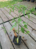 Plant de tomate olivette