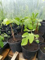 Plant de figuier goutte d'or