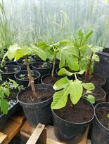 Plant de figuier goutte d'or