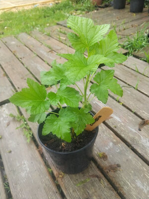 Plant de cassissier