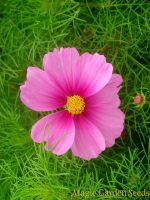Plant de cosmos
