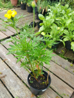 Plant de œillet d'inde