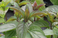 Plant de menthe chocolat