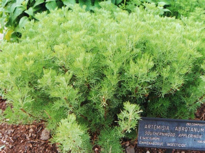 Plant d'artemisia abrotanum -la plante 'cola'
