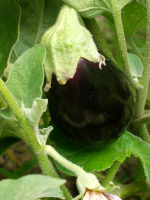 Aubergines black beauty