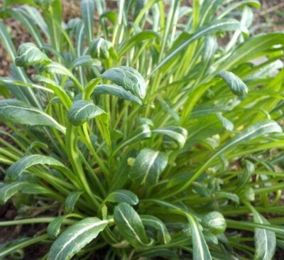 Mibuna bio