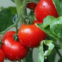 Plant de tomates saint-pierre
