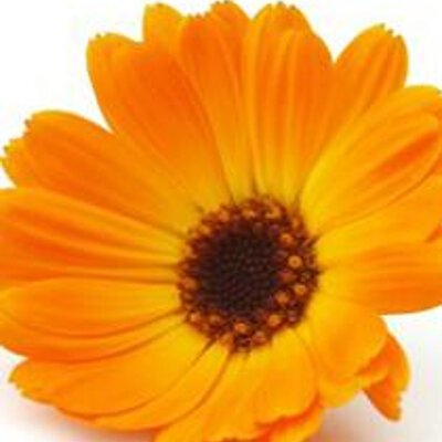 Tisane de calendula