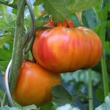 Tomate ananas