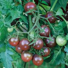 Tomate black cherry
