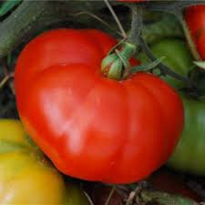 Tomate joie de la table