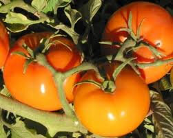 Tomate caro rich