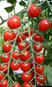 Tomate cerise rouge zuckertraube