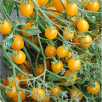 Tomate cocktail clémentine