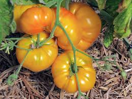 Tomate jaune st- vincent