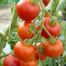 Tomate matina