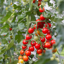 Tomate miel du mexique