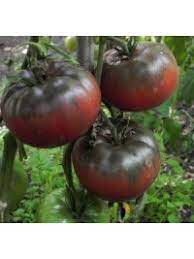 Tomate noire russe charbonneuse