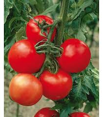 Tomate montfavet