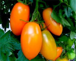 Tomate orange banana