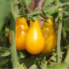 Tomate poire jaune