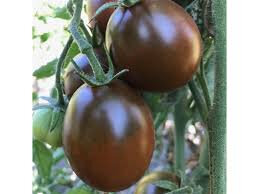 Tomate prune noire