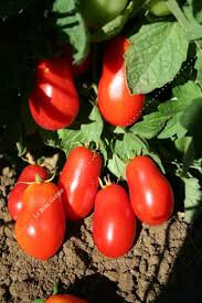 Tomate roma
