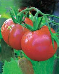 Tomate rose de berne
