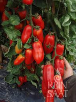 Tomate san marzano