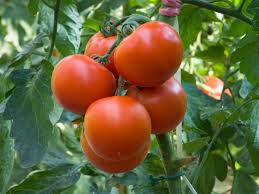 Tomate saint- pierre