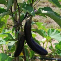 Aubergine barbentane