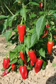 Piment de la bresse