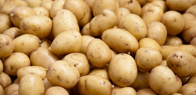 Pommes de terre