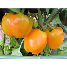 Poivron california wonder orange