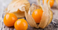 Physalis coqueret du pérou