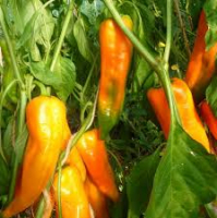 Poivron corno di toro giallo jaune