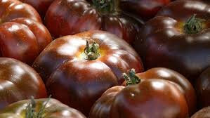 Tomates anciennes