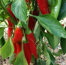 Piment sucette de provence