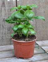 Pot de basilic grandes feuilles