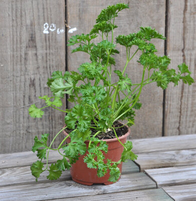 Pot de persil frisé