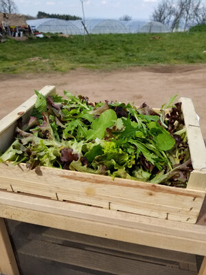 Mesclun