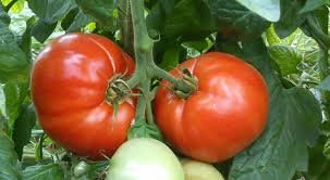 Tomate merveille des marchés