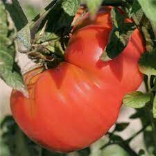 Tomate beefsteak