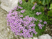 Plant de thym hirsute