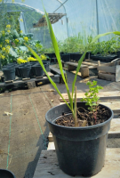 Plant de citronnelle de madagascar