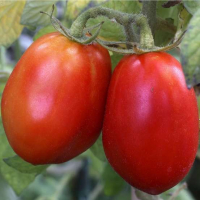 10 plants de tomates en mélange