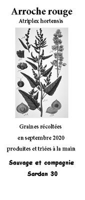 Graines d'arroche rouge
