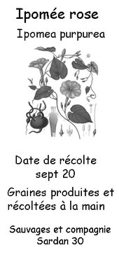 Graines d'ipomée rose